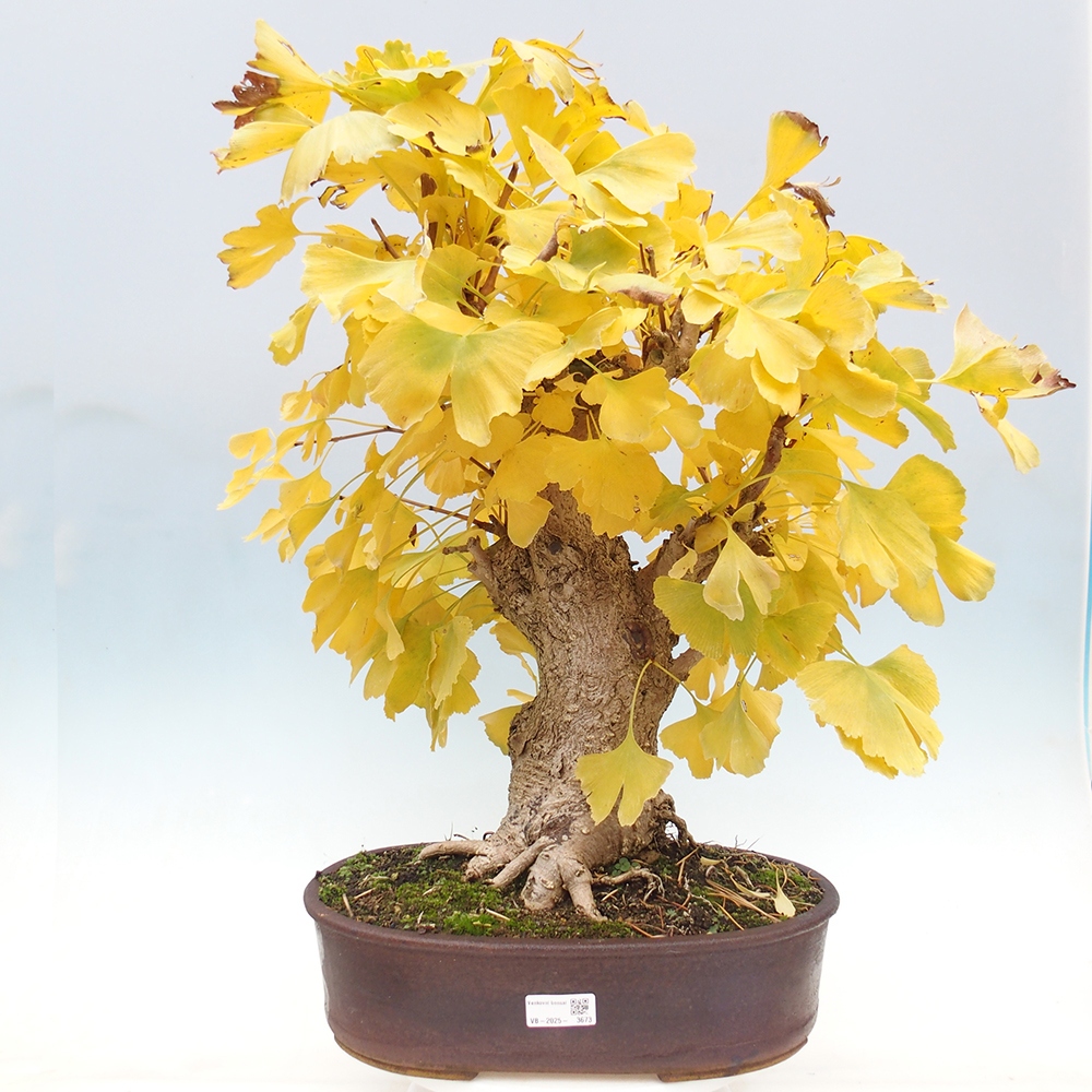 Outdoor bonsai - Jinan biloba - Ginkgo biloba