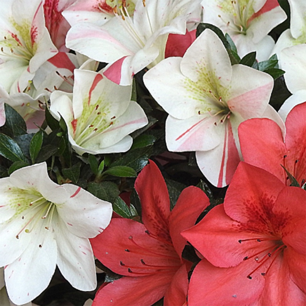 Outdoor bonsai - Japanese Azalea - Azalea Saishun