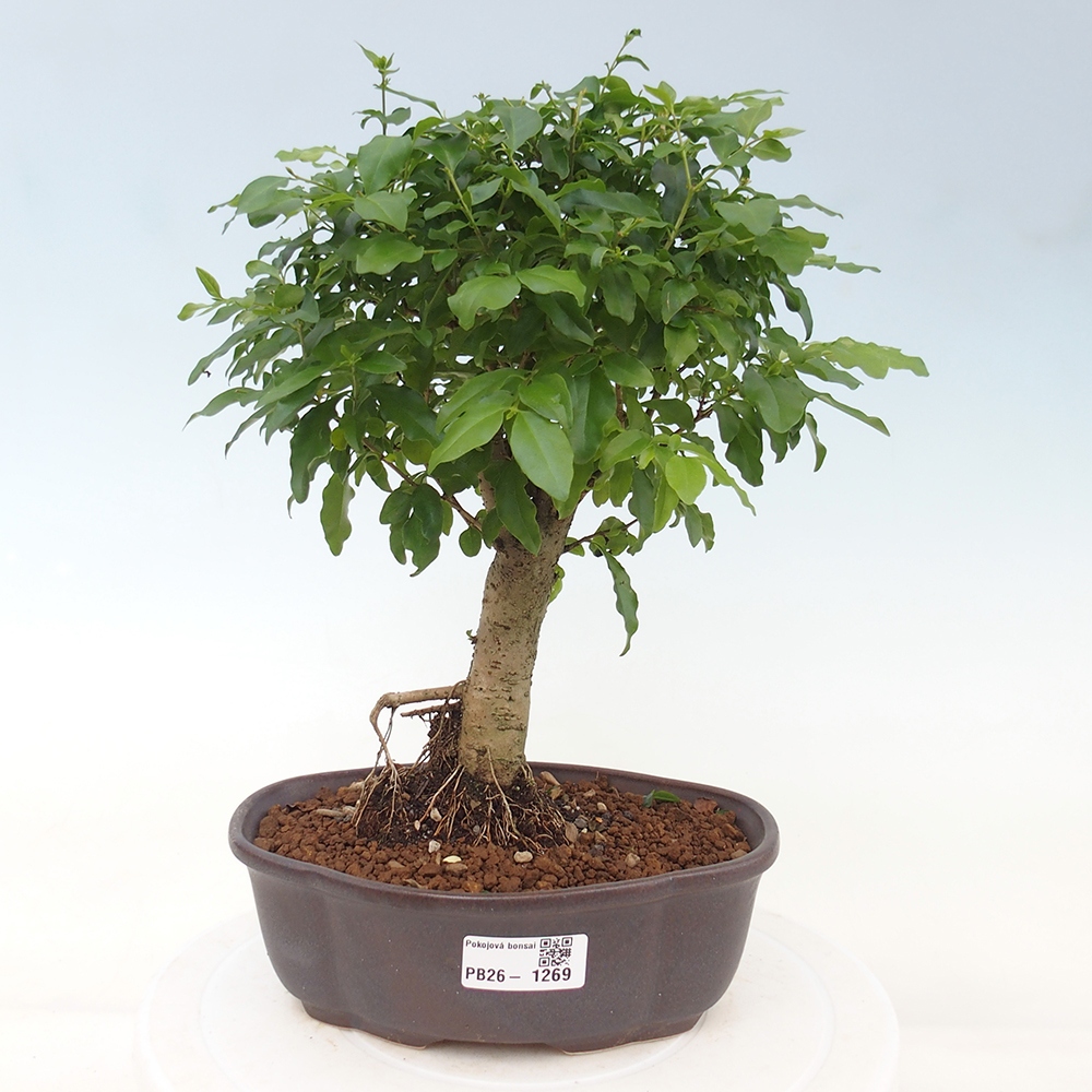 Room bonsai -Ligustrum chinensis - Birds Beak