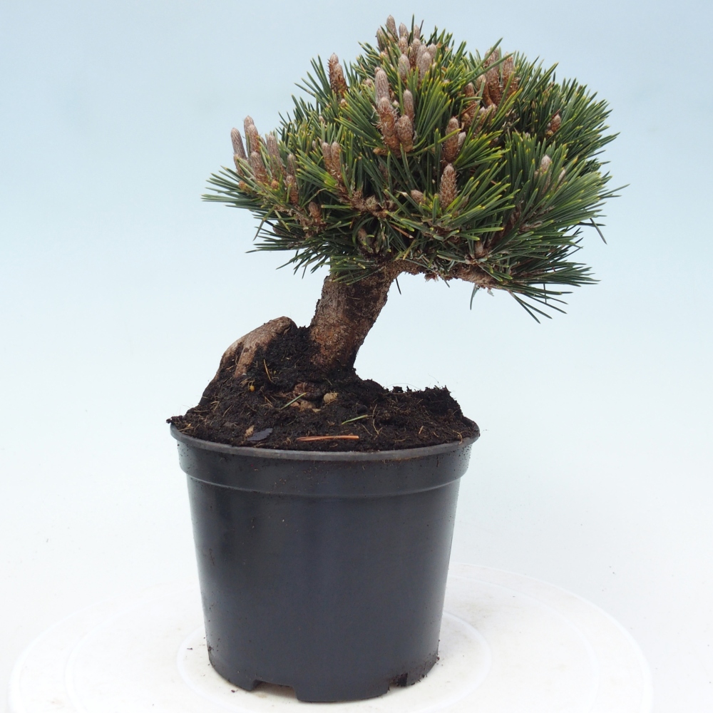 Outdoor bonsai - Pinus thunbergii senjyumaru - Thunberg pine