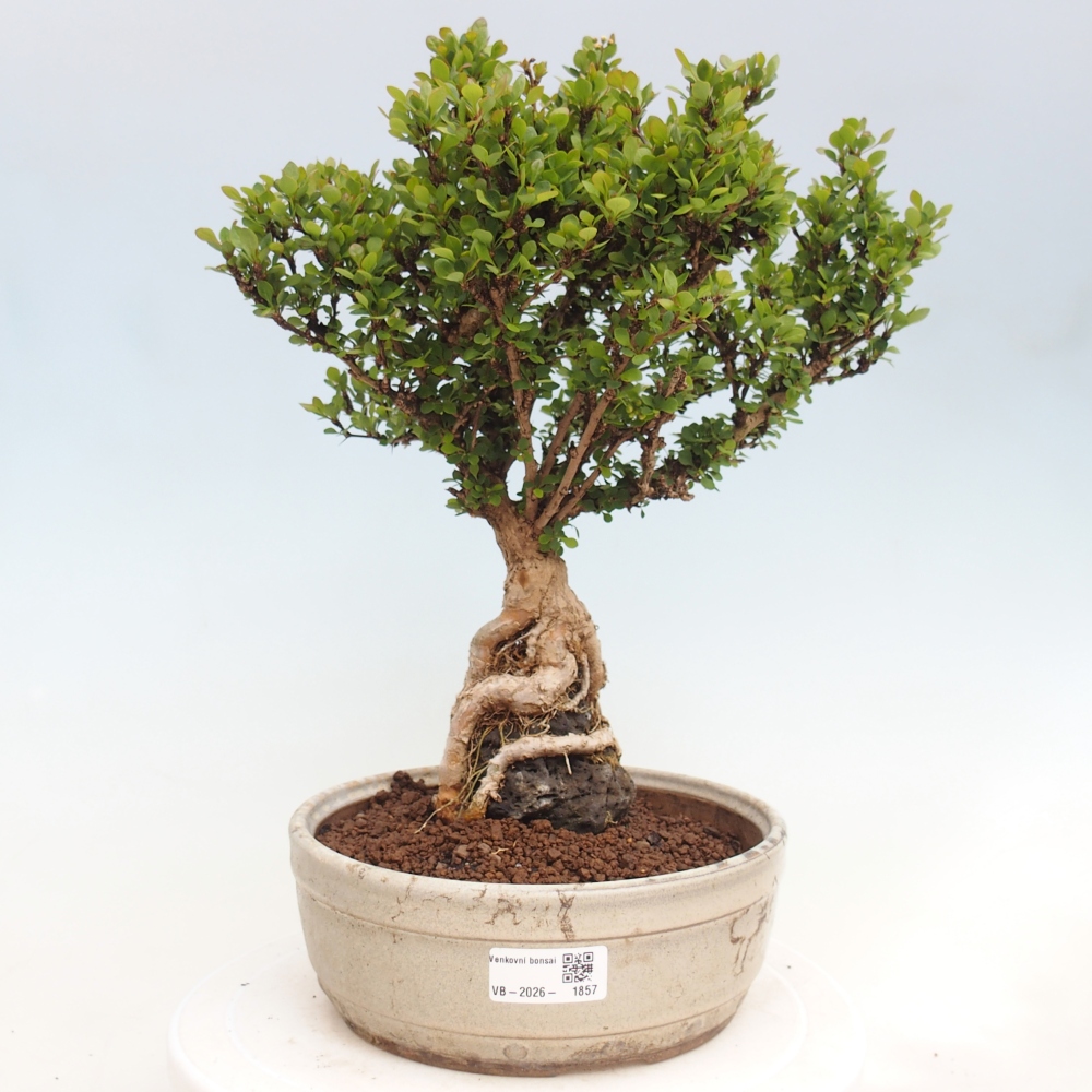 Outdoor bonsai - Berberis coreana