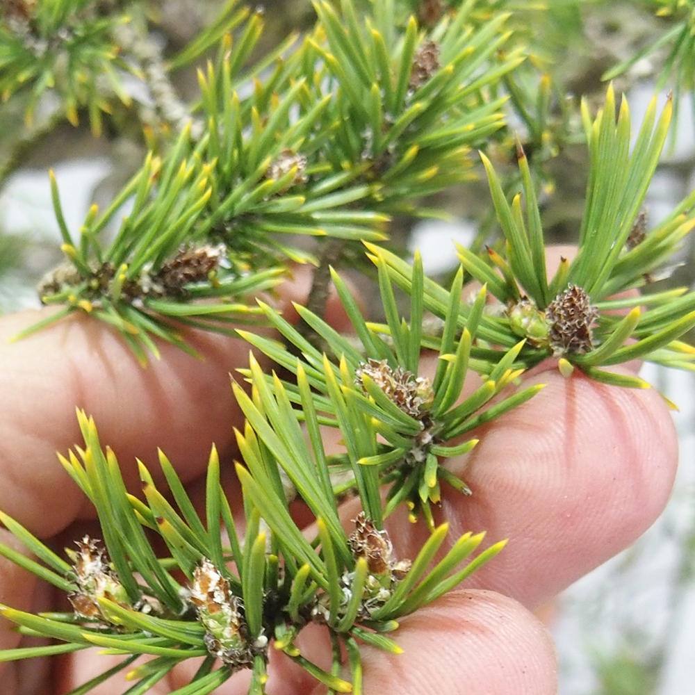 Yamadori - Pinus sylvestris 