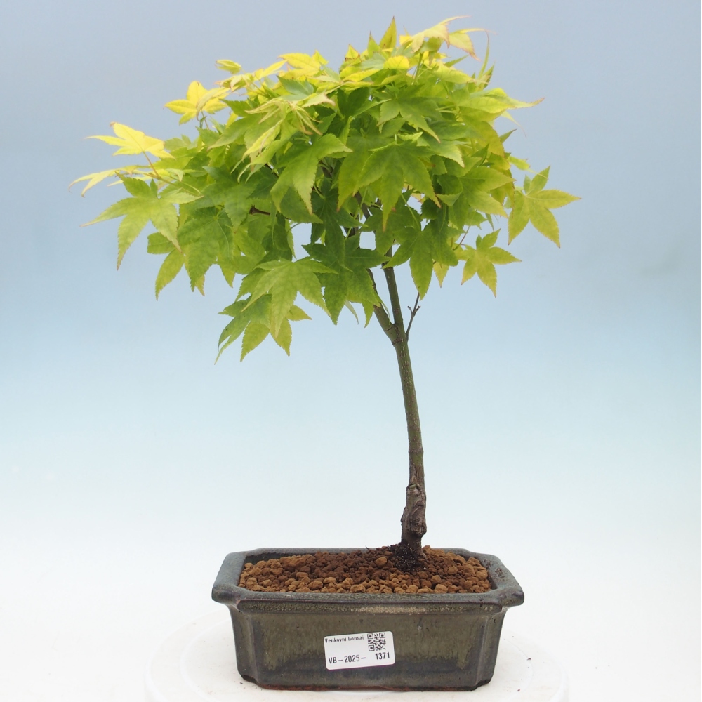 Acer palmatum Aureum - Golden Palm Maple