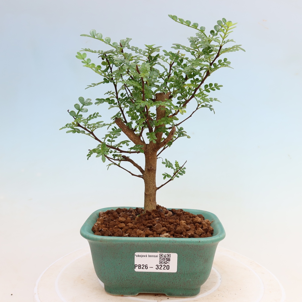 Room bonsai - Zantoxylum piperitum - pepper tree