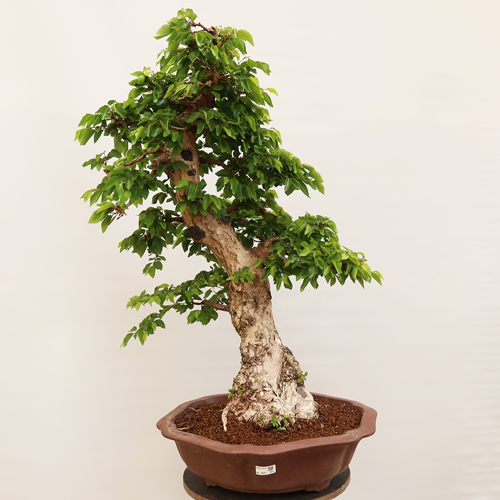 Outdoor bonsai - Carpinus Coreana - Korean hornbeam