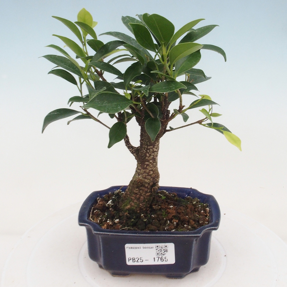 Indoor bonsai - Small-leaved ficus - Ficus kimmen