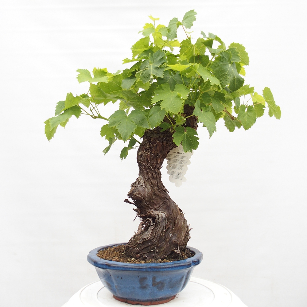 Outdoor bonsai - Vitis vinnifera MUSKAT ITALIA  - Grapevine