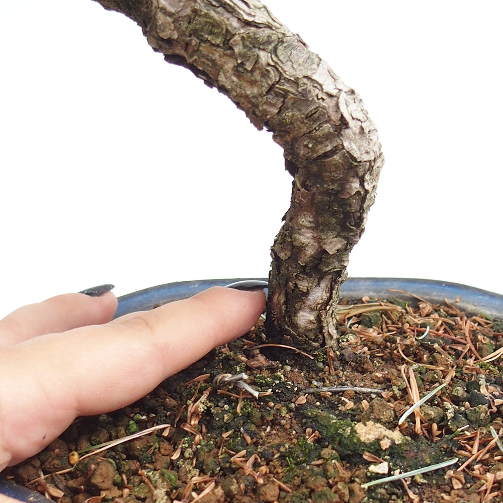 Outdoor bonsai - Pinus parviflora - Small pine tree
