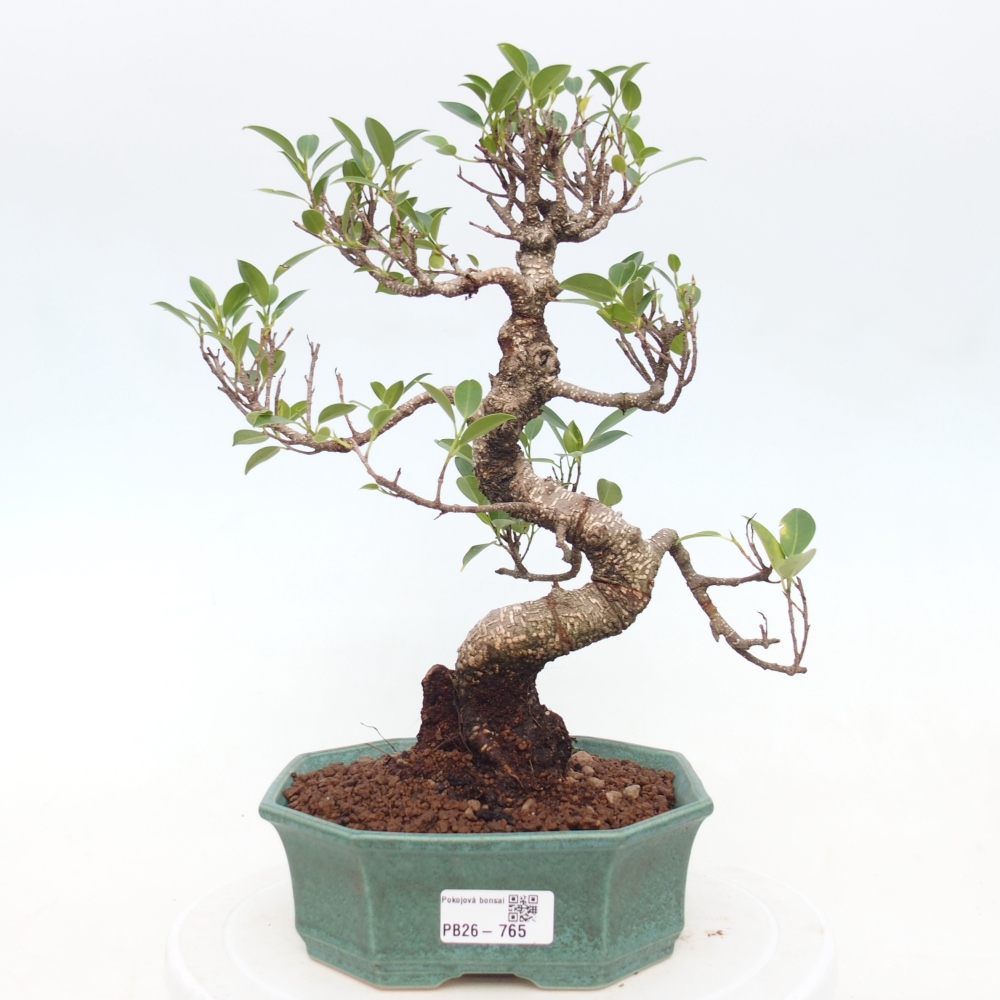 Room bonsai - Ficus retusa - small-leaved ficus