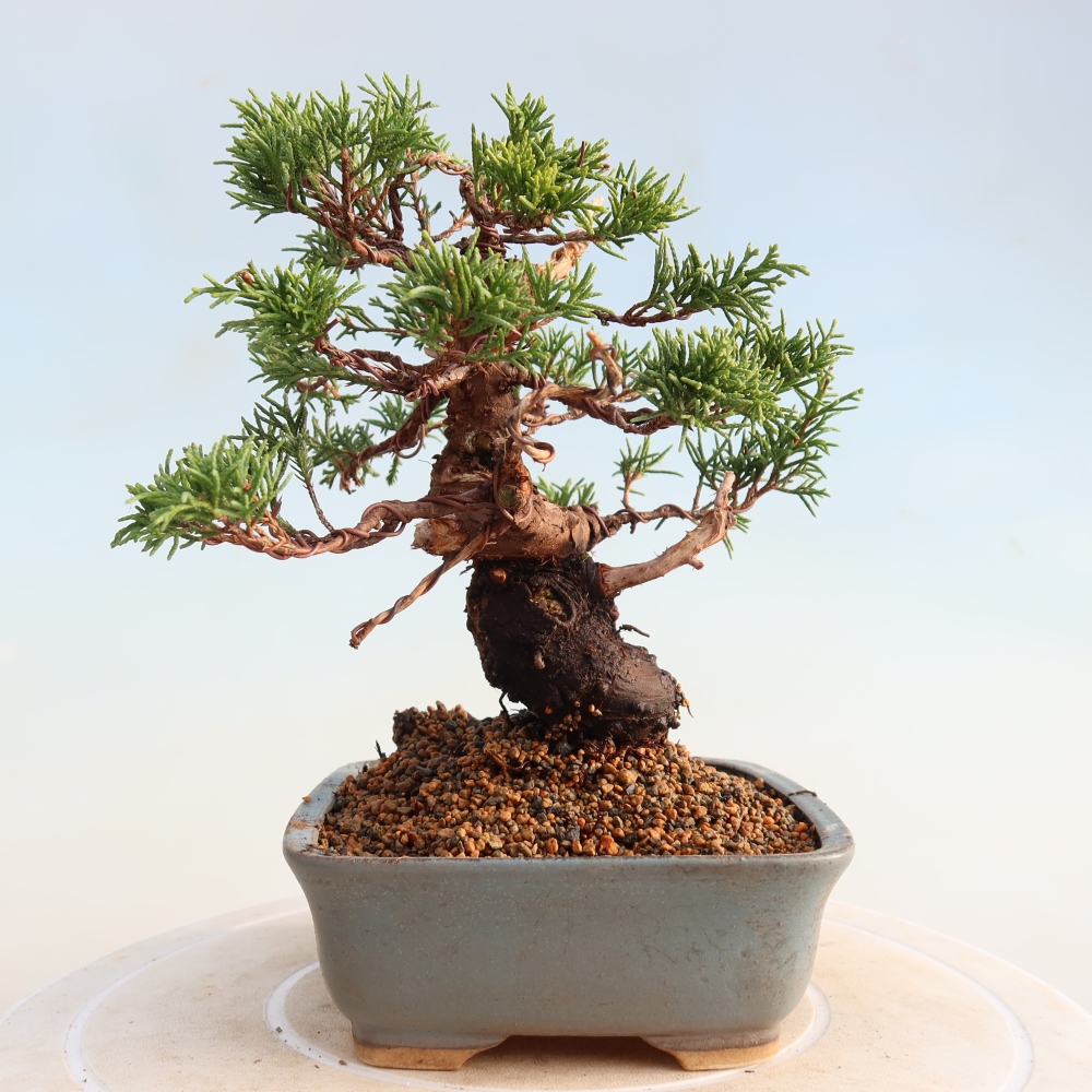 Outdoor bonsai - Juniperus chinensis Itoigawa - Chinese juniper