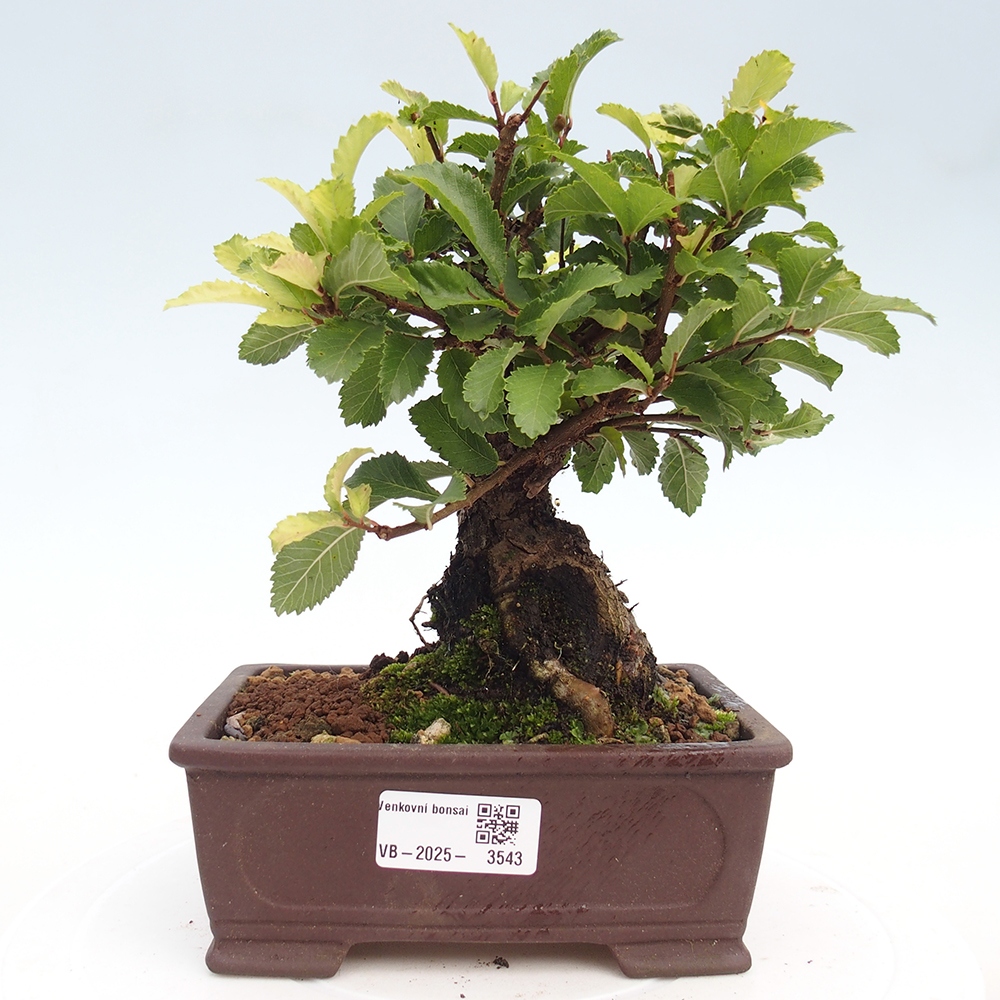 Outdoor bonsai - Zelkova - Zelkova NIRE