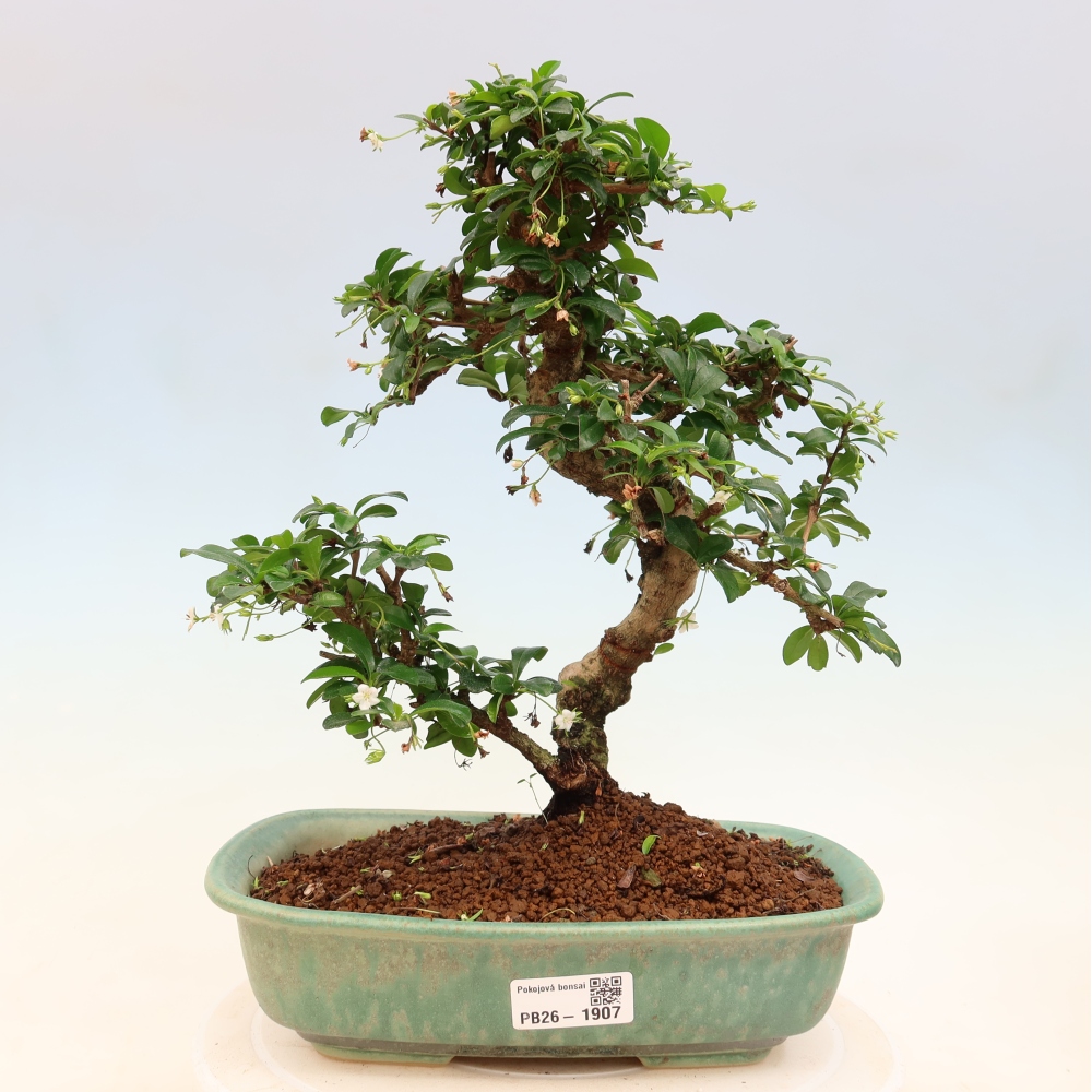 Room bonsai - Carmona macrophylla - Tea fuki