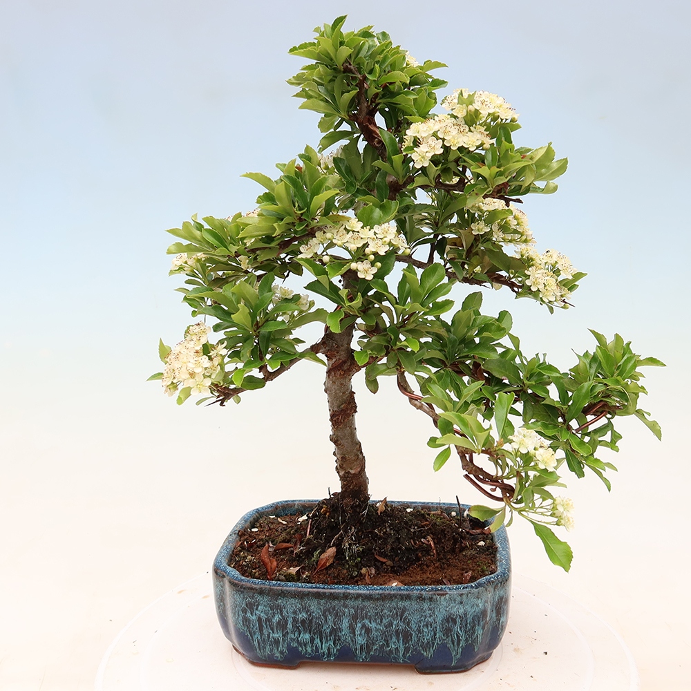 Outdoor Bonsai - Pyracantha teton - Scarlet Firethorn
