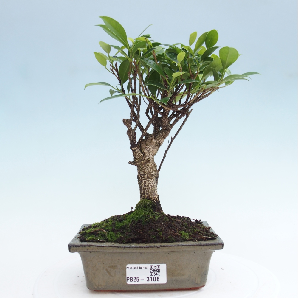 Indoor bonsai - Ficus retusa - small-leaved ficus