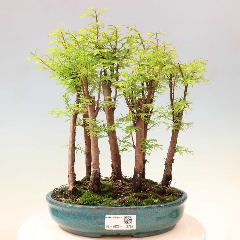 Outdoor Bonsai - Metasequoia glyptostroboides - Chinese Metasequoia - Grove