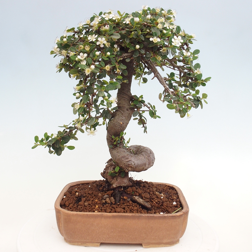 Outdoor bonsai-Cotoneaster dammeri - Rock Damer