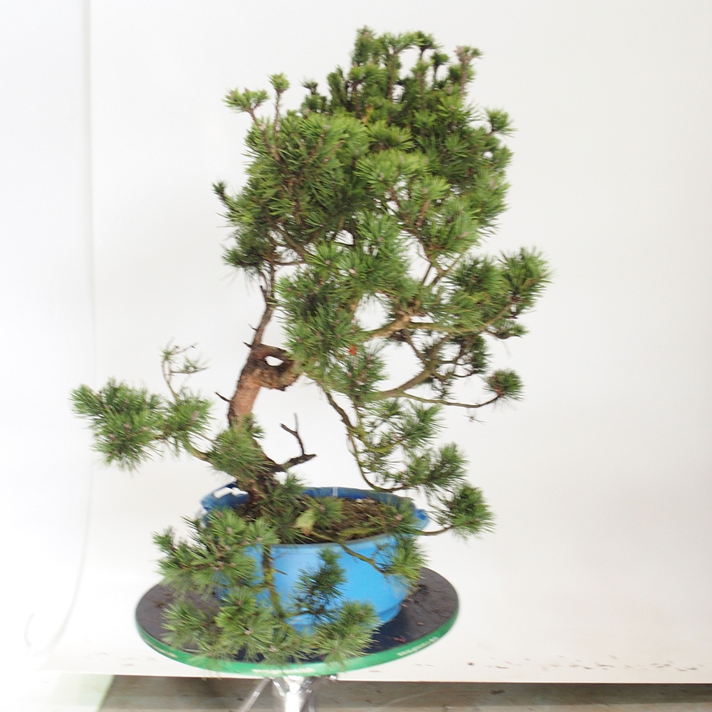 Yamadori - Pinus sylvestris Spain