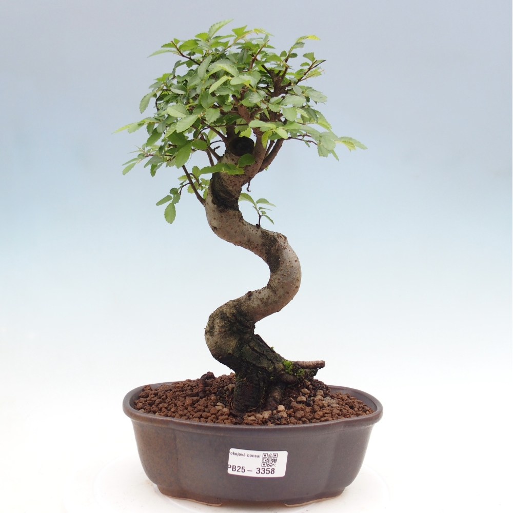 Room bonsai - Ulmus parvifolia - Small-leaved elm