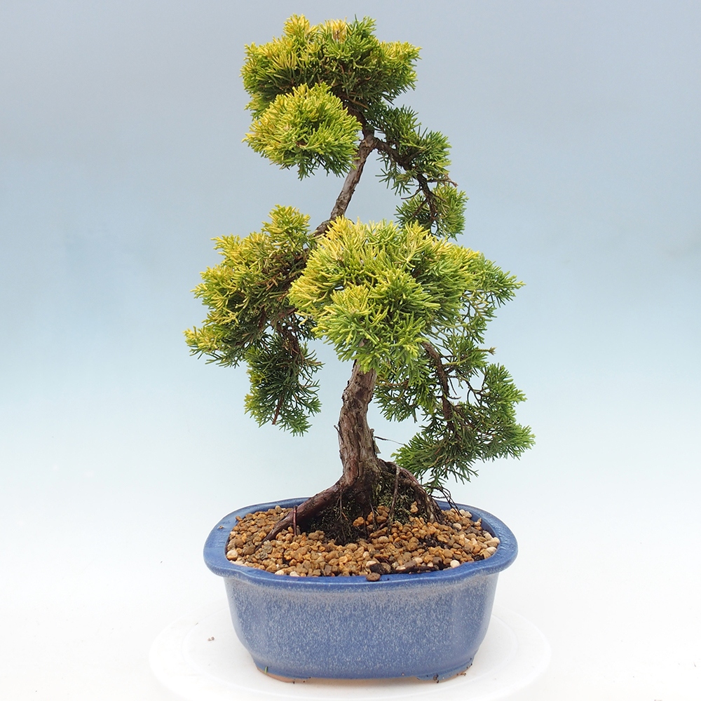 Outdoor bonsai - Juniperus chinensis plumosa aurea - Chinese golden juniper