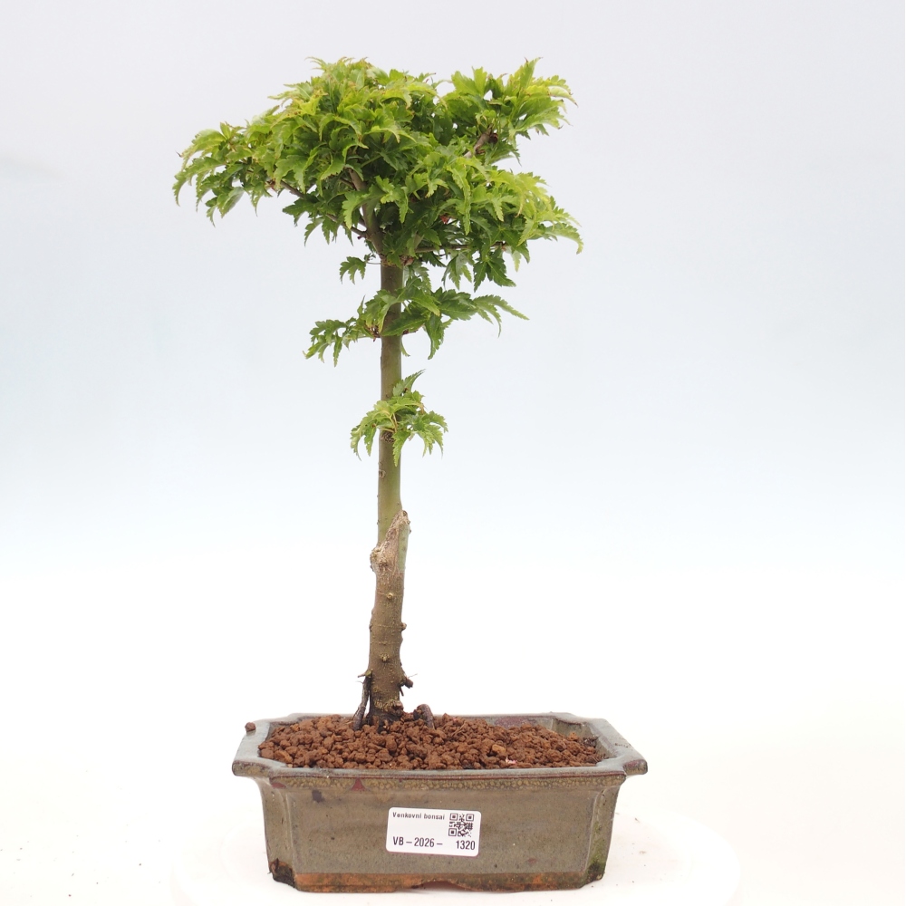Outdoor bonsai -Javor palm Acer palmatum Shishigashira