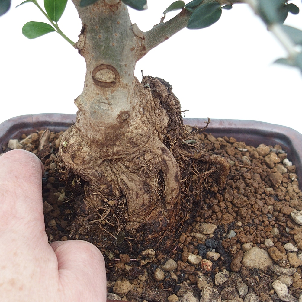 Indoor bonsai - Olea europaea sylvestris