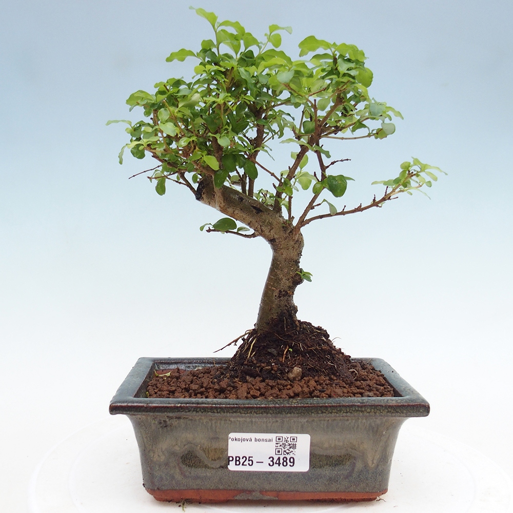Room bonsai -Ligustrum chinensis - Birds Beak