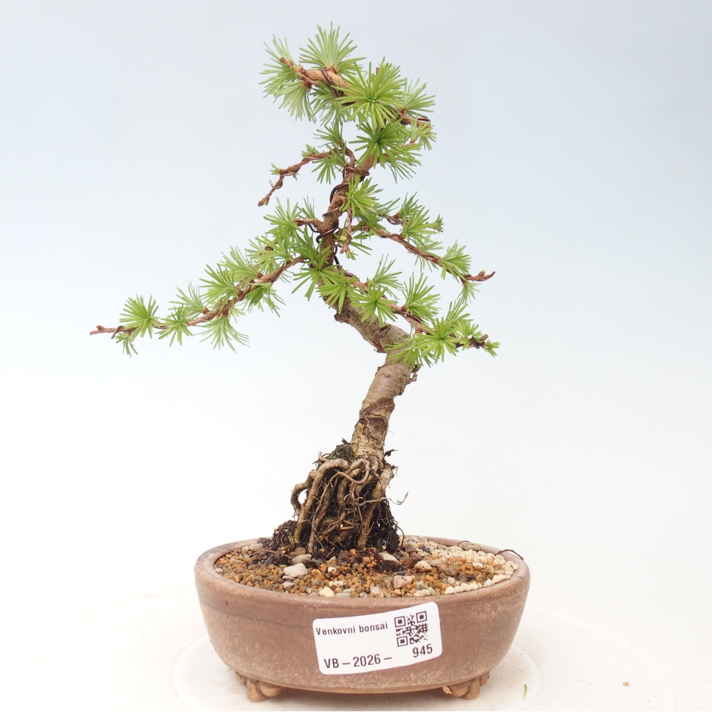 Outdoor bonsai - Larix Kaempferi - Japanese Larch