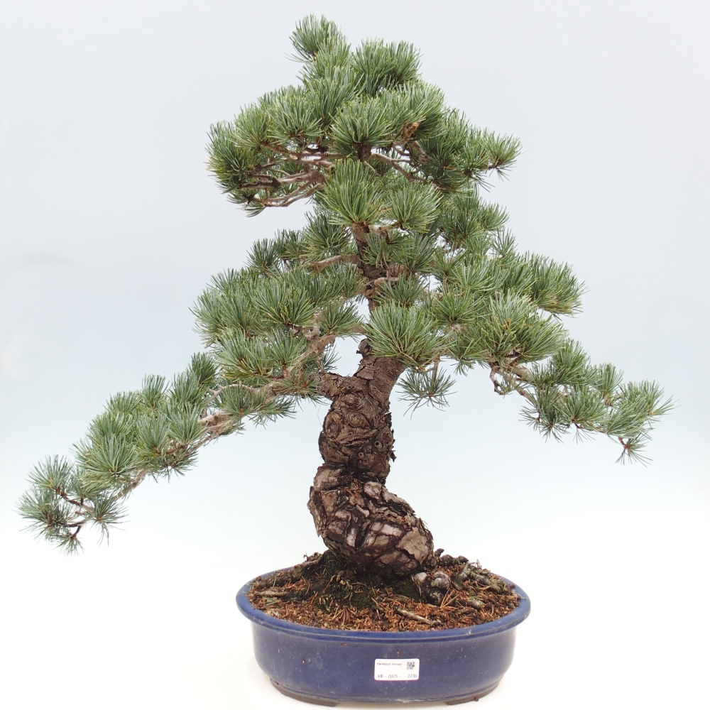 Outdoor bonsai - Pinus parviflora - Small pine tree