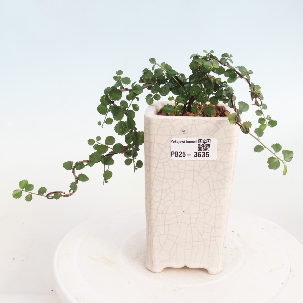 Room bonsai - Grewia sp. - Grewia malafolia