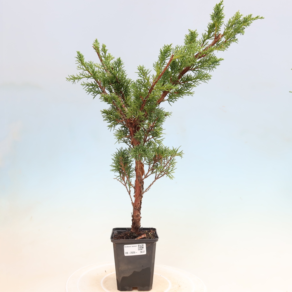 Outdoor bonsai - Juniperus chinensis Kishu