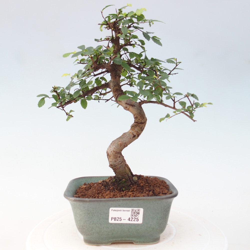 Room bonsai - Ulmus parvifolia - Small-leaved elm