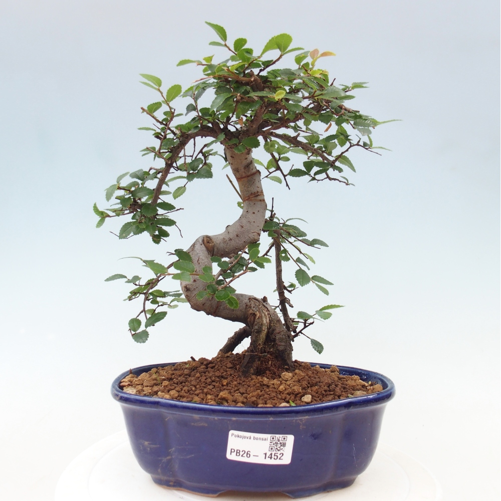 Room bonsai - Ulmus parvifolia - Small-leaved elm