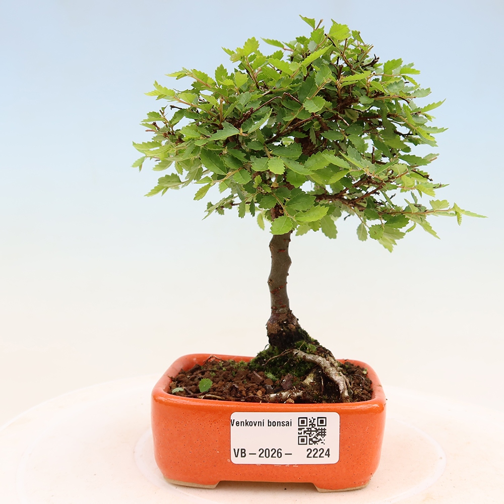 Outdoor Bonsai - Ulmus parvifolia 'Sagei' - Small-leaved Elm