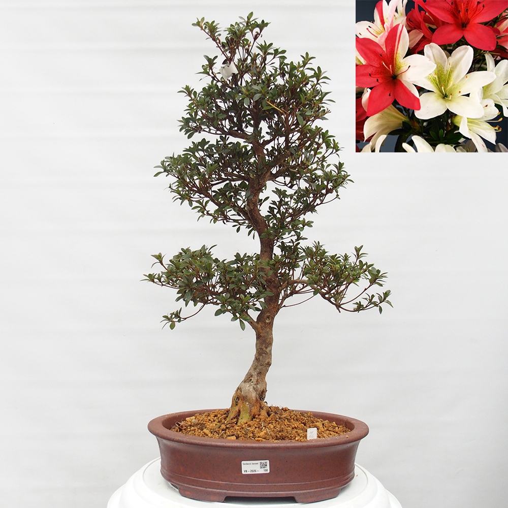 Outdoor bonsai - Japanese Azalea - Azalea Hanatsuzuri