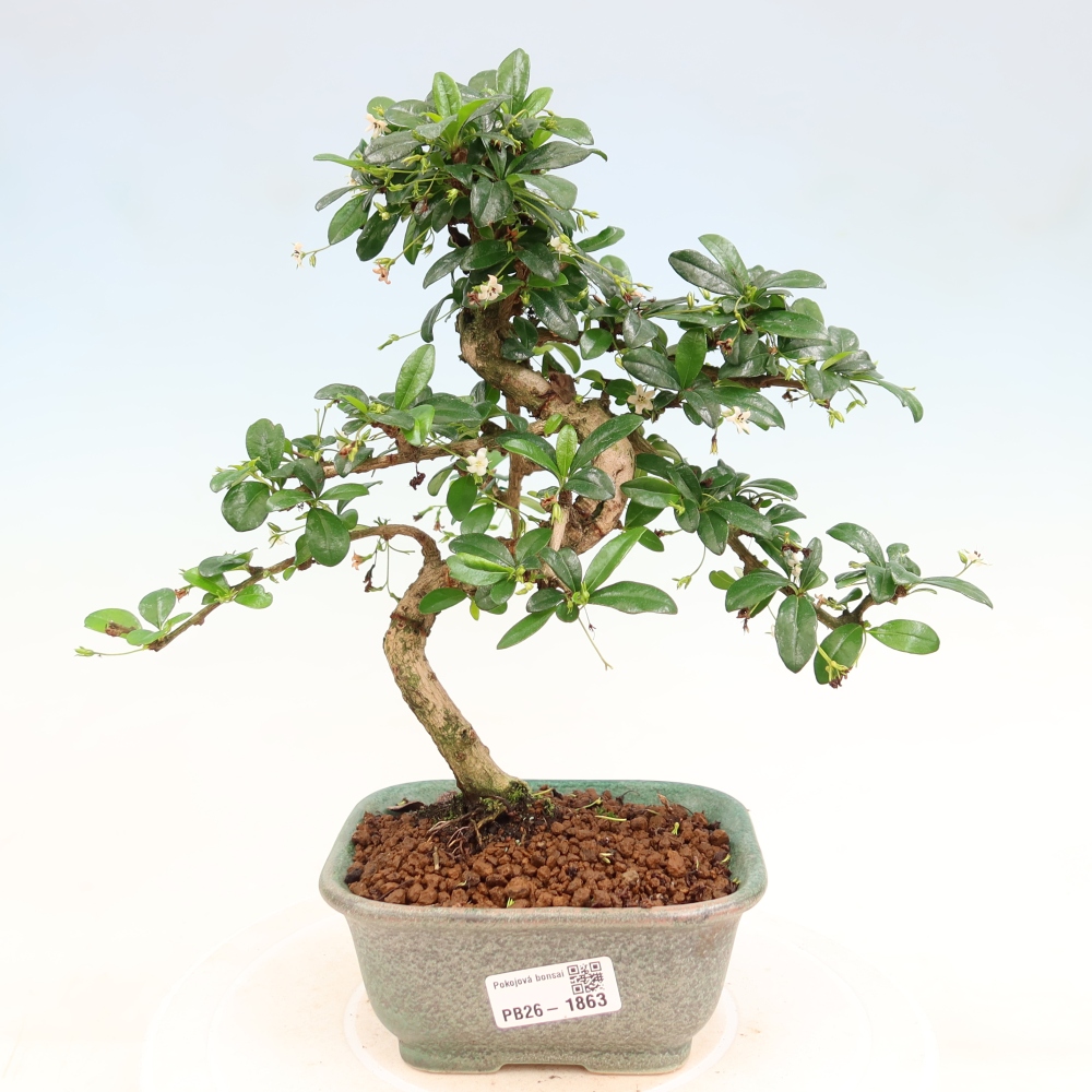 Room bonsai - Carmona macrophylla - Tea fuki