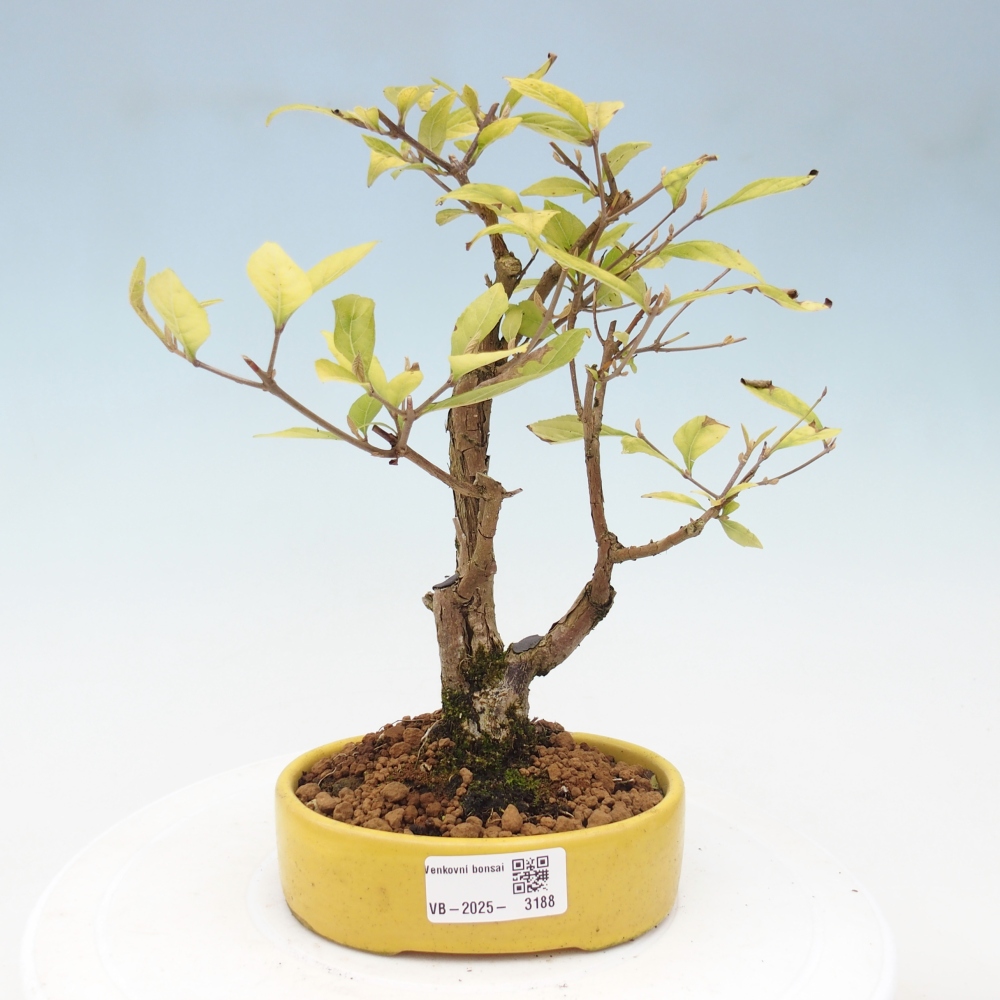 Outdoor bonsai - callicarpa jap Leucocarpa
