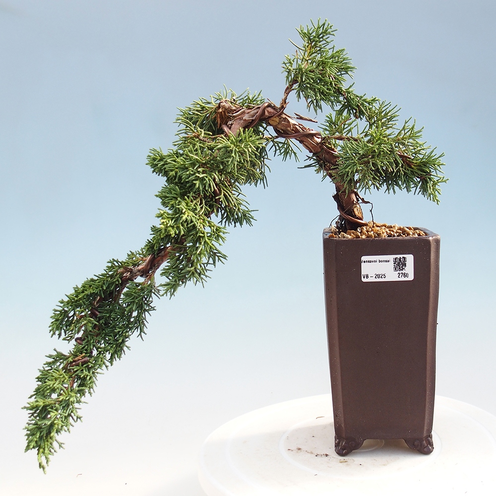 Outdoor bonsai - Juniperus chinensis Kishu - Chinese Juniper