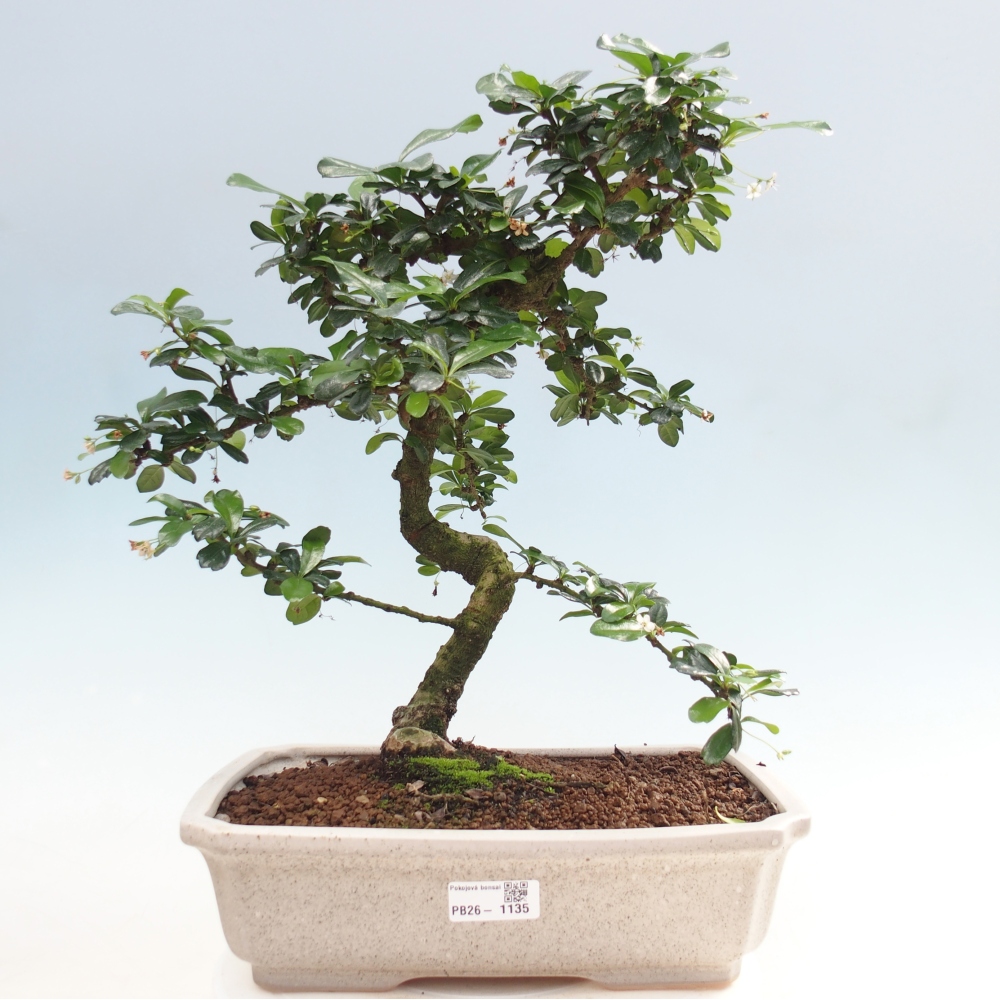 Room bonsai - Carmona macrophylla - Tea fuki