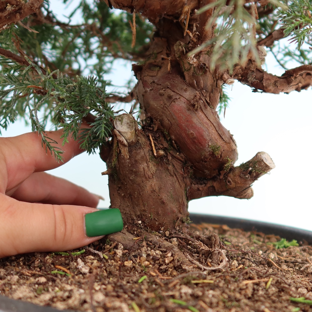 Outdoor Bonsai - Juniperus chinensis Itoigawa - Chinese Juniper
