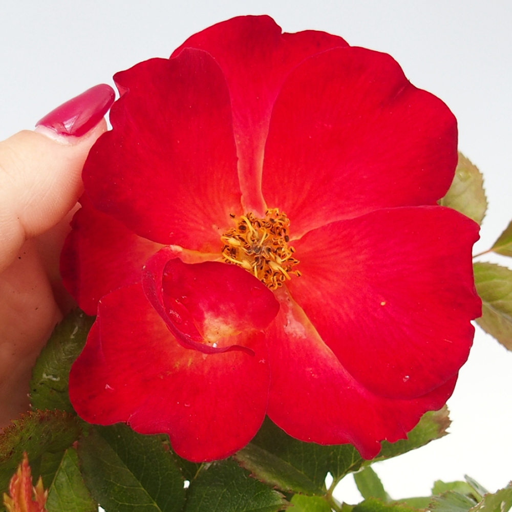 Outdoor bonsai - Rosa Kordes -  rose