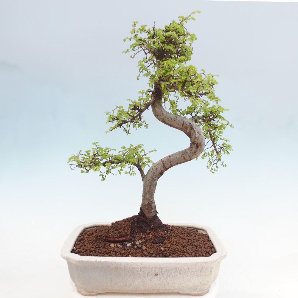 Room bonsai - Ulmus parvifolia - Small-leaved elm