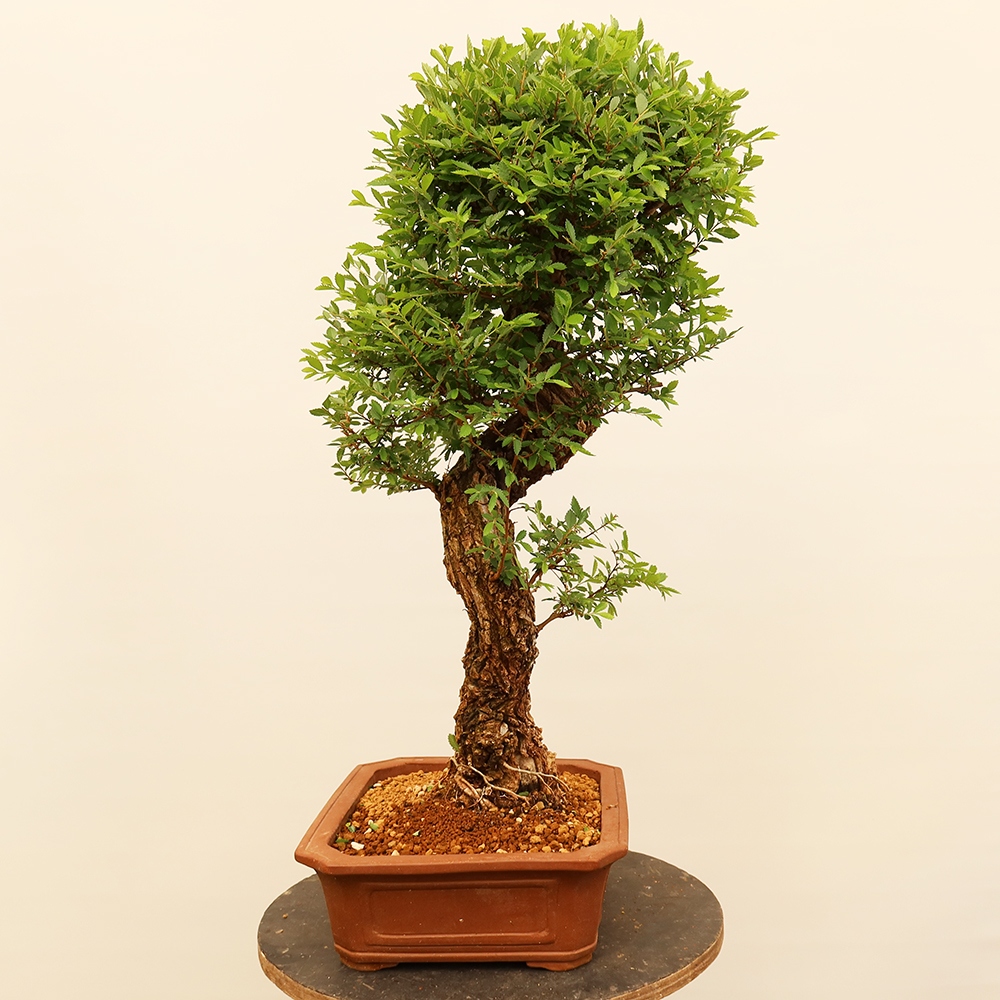 Outdoor bonsai - Zelkova - Zelkova NIRE