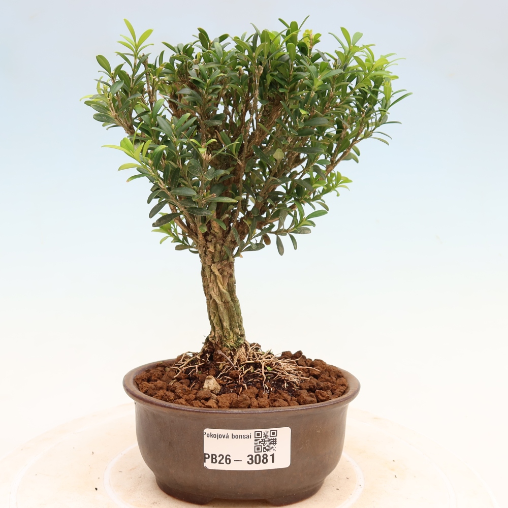 Room bonsai - Buxus harlandii - cork buxus