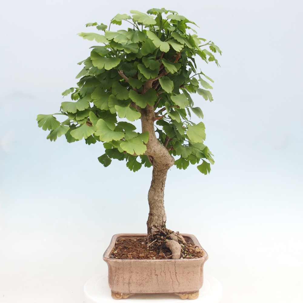 Outdoor bonsai - Ginkgo biloba - Ginkgo biloba