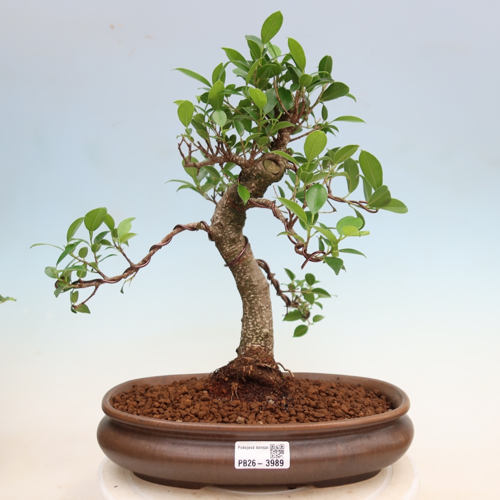 Room bonsai - Ficus kimmen - small-leaved ficus