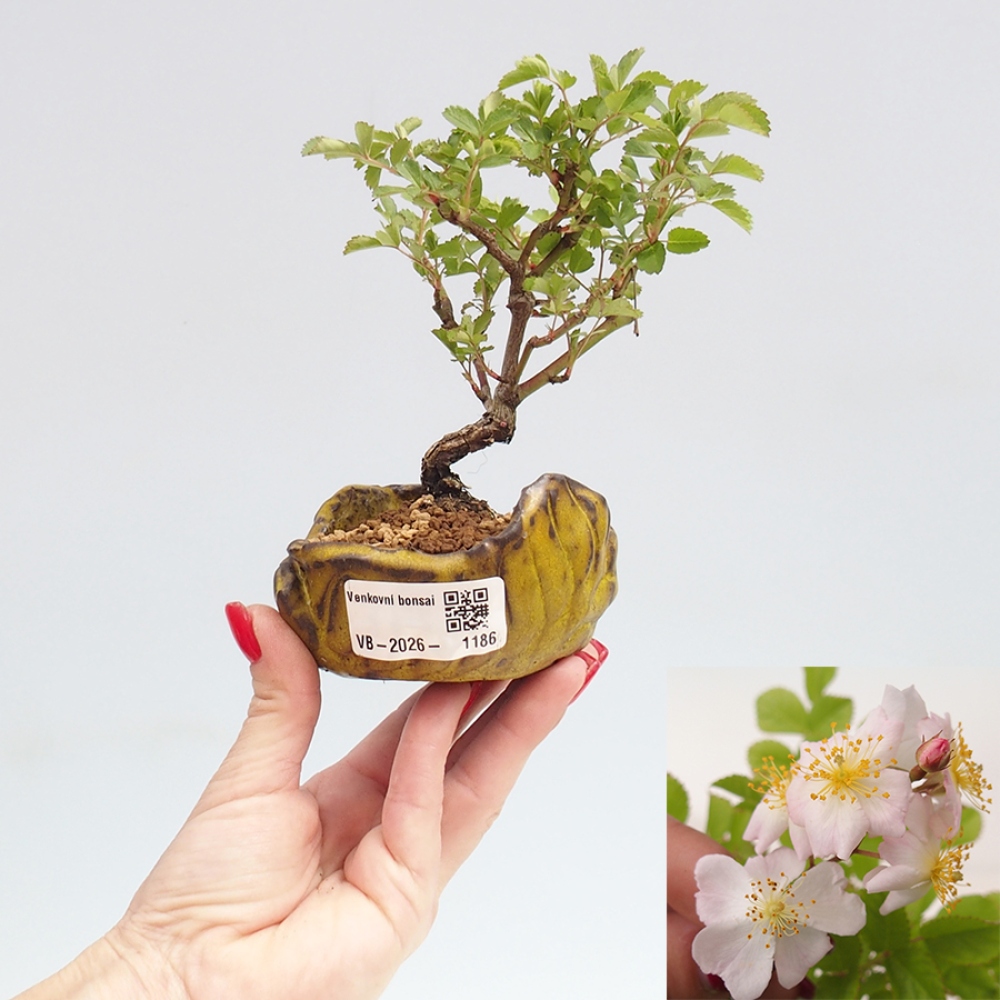Outdoor bonsai - Rosa sp. - small-flowered rose