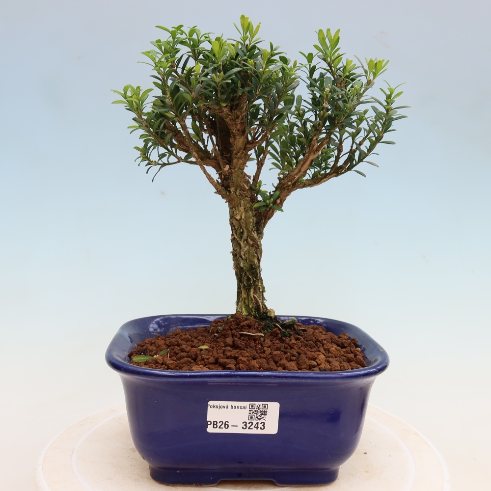 Room bonsai - Buxus harlandii - cork buxus