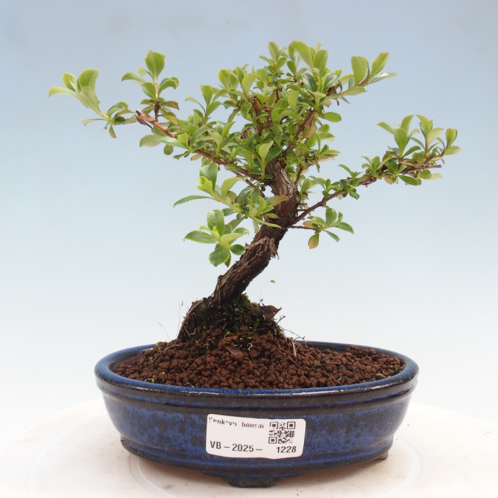 Outdoor bonsai - Escallonia 'Dart's Rosy Red' - Delusion