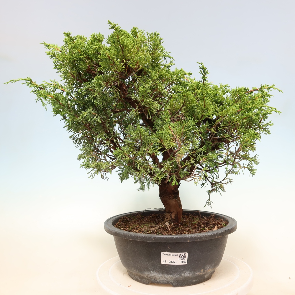Outdoor Bonsai - Juniperus chinensis Itoigawa - Chinese Juniper
