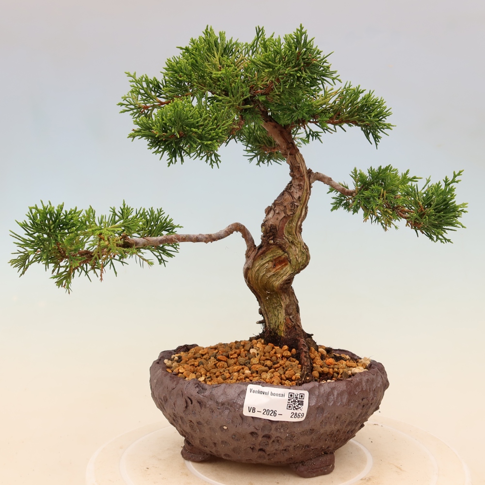 Outdoor bonsai - Juniperus chinensis Itoigawa